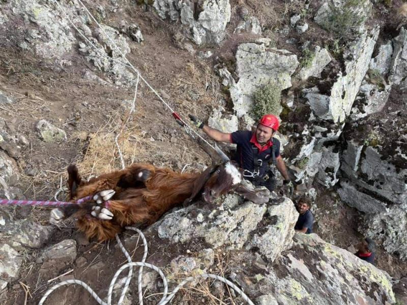 Dağlık alanda 10 gündür mahsur kalan keçiler kurtarıldı
