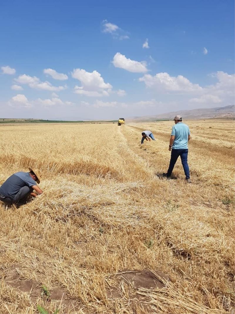 Tomarza’da hasat zamanı kayıp yaşanmaması için çalışmalara başlandı
