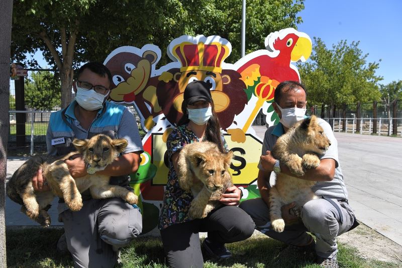 Büyükşehir Hayvanat Bahçesi, yeni minik üyeleri ile şenlendi
