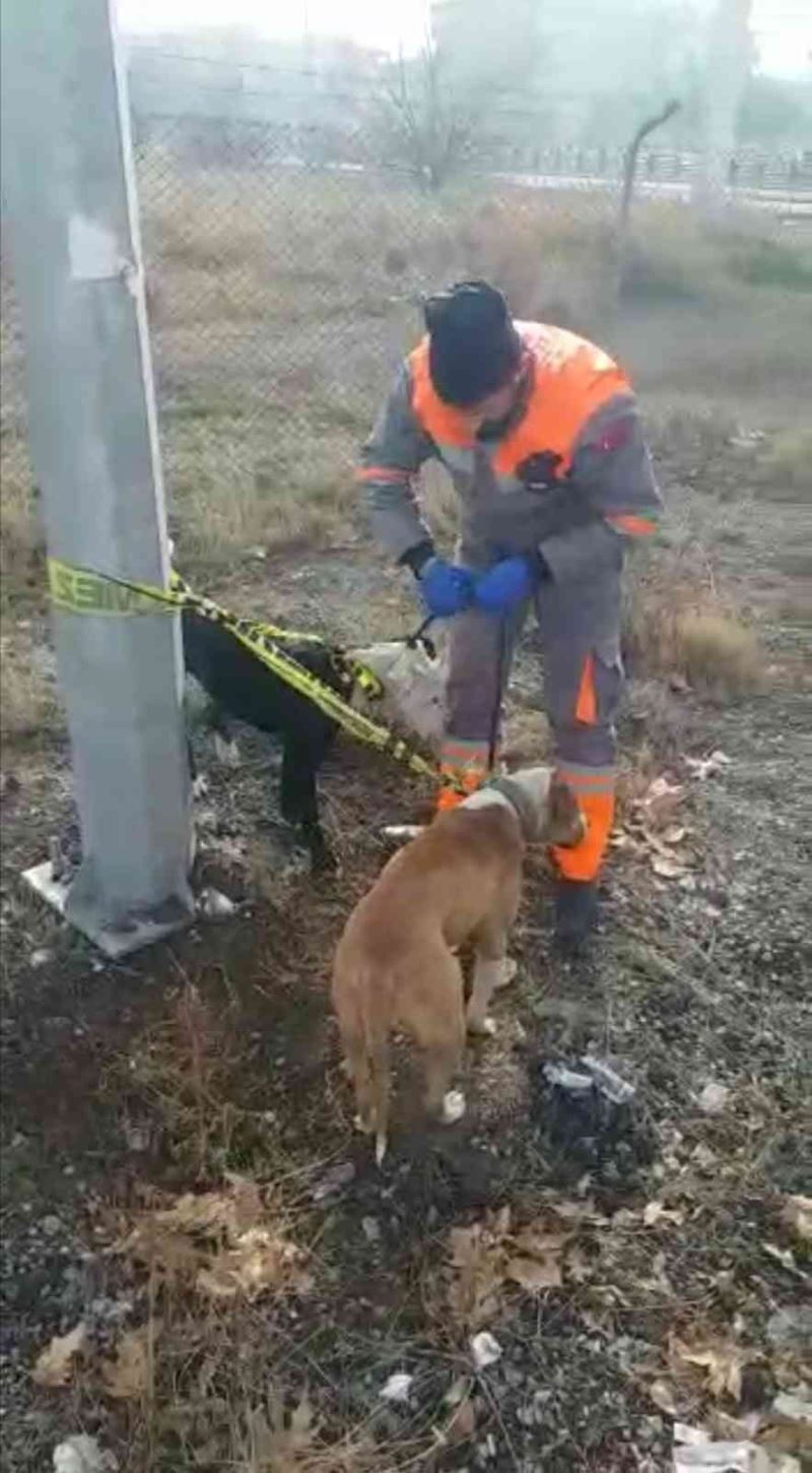 Kayseri’de başıboş gezen yasaklı 2 köpek yakalandı
