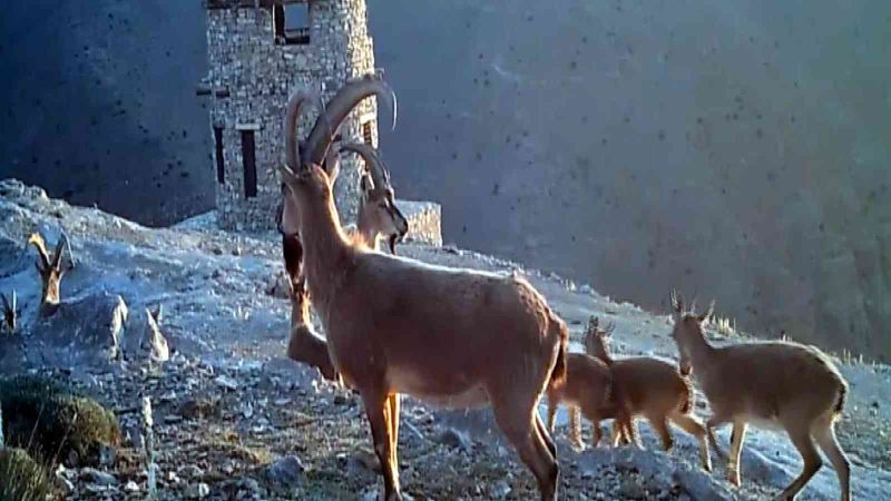 Kayseri’de yaban hayatı 26 fotokapanla takip ediliyor
