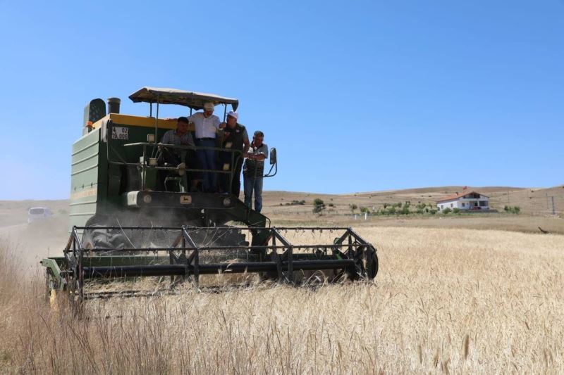 Kocasinan’da geçen yıl çiftçilere dağıtılan gacer buğdayının hasadı yapıldı
