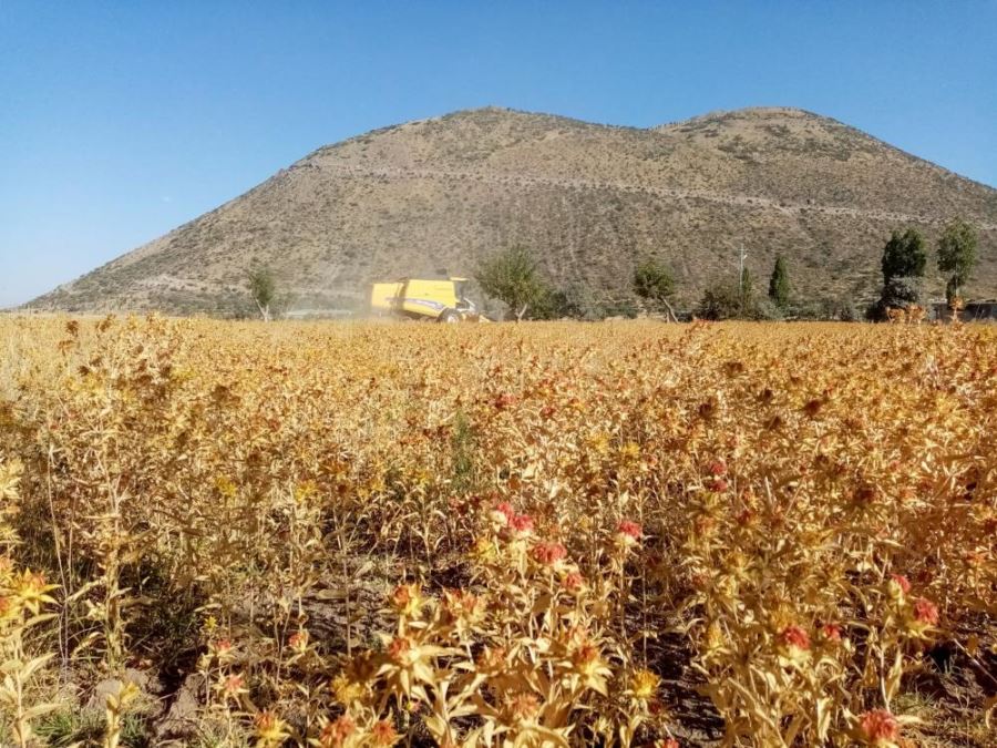Çiftçi belediye Talas şimdi de Aspir hasadı yaptı