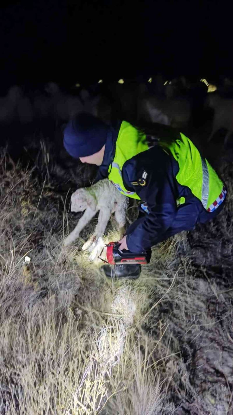 Jandarma kaybolan 45 küçükbaş hayvanı buldu
