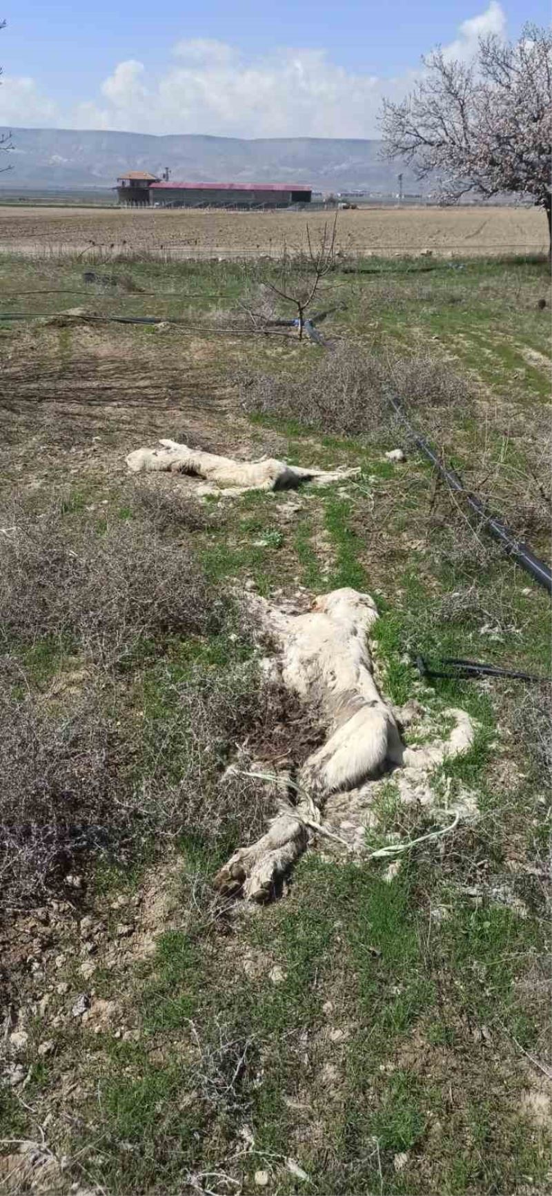 Kayseri’de ayakları bağlı 2 köpek ölüsü bulundu
