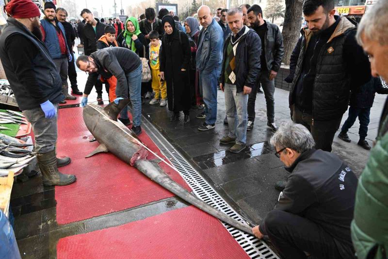 3,5 metrelik yasaklı köpek balığının satışına ceza
