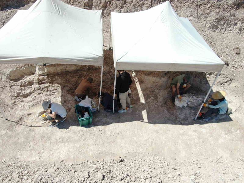 7,5 milyon yıllık kazılarda insan arayışı devam ediyor

