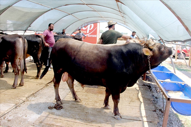 Kayseri´de 12 bin 294 büyükbaş, 17 bin 619 küçükbaş hayvan kesildi 