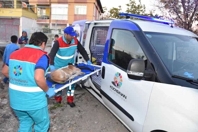 Küçük Dostlar Ambulansı ile 8 bin 753 can kurtarıldı
