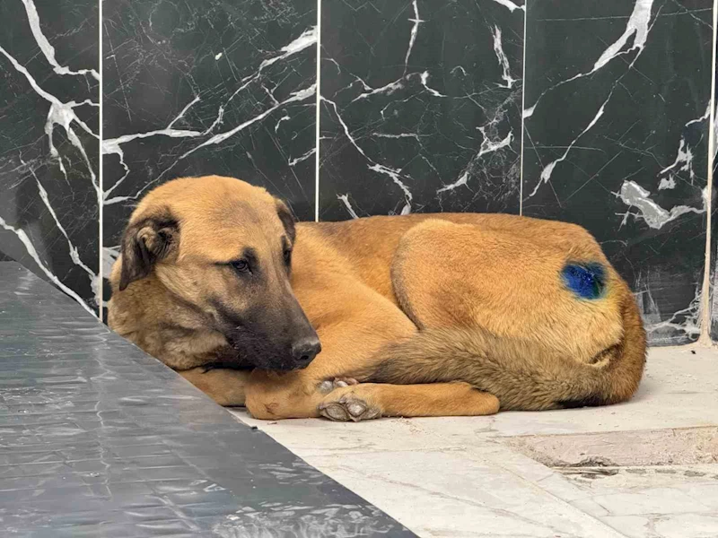 Yaralı köpek, büyükşehir ile yeniden hayata tutundu
