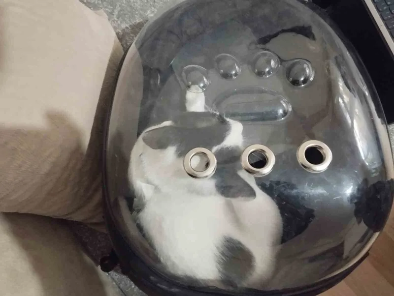 Havalandırma boşluğuna düşen kediyi itfaiye kurtardı
