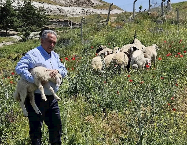 Bulunan küçükbaş hayvanlar Talas Belediyesi’nde koruma altına alındı
