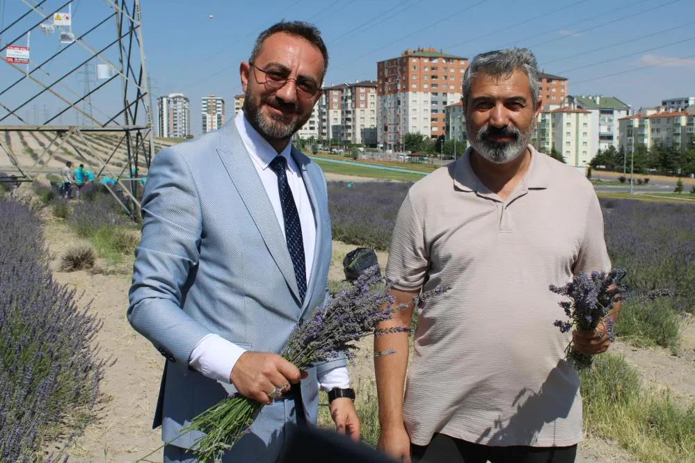 Çiftçilere örnek olması için ekilen lavantanın 4. hasadı yapıldı